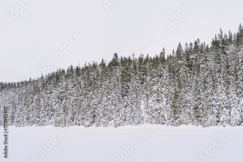 Image from The Svartdalstjerna Lake nr. 2, and from the Svartdalstjerna primeval forest nature reserve, in winter.