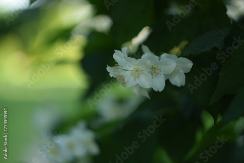 Sweet mock flowers closeup on bokeh green garden background, jasmine shrub blooming, bokeh background, by manual Helios lens, soft focus.