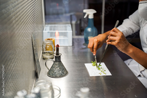 Laboratório, cientista cortando plantas