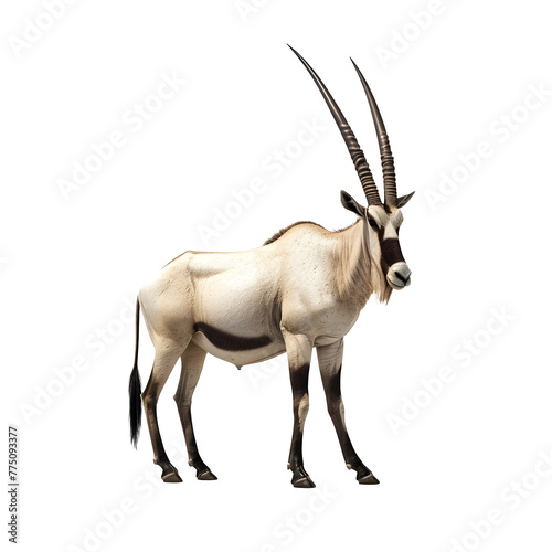 Antelope isolated on transparent background