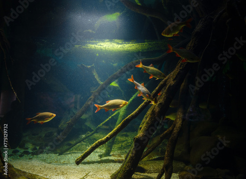 Tropical fish in aquarium, walk in Frankfurt Zoological garden, founded in 1858 and second oldest zoo in Germany