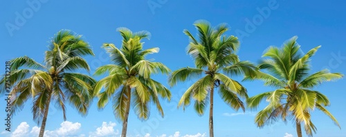 Palm Trees with a Blue Sky Background