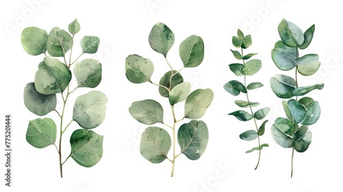 eucalyptus leaves set illustration brings organic elegance to invitations, greeting cards, and logos