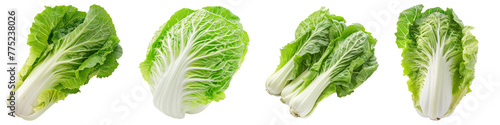 Chinese cabbage vegetable food ingridient cutout png transparent background 