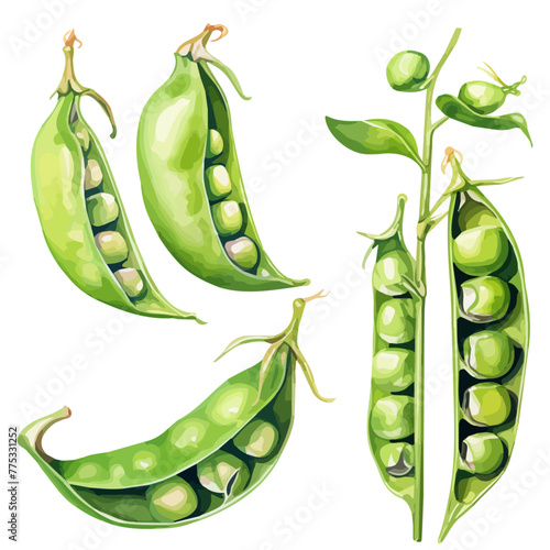 Watercolor Painting vector of Peas (green pea), isolated on a white background, Drawing clipart, Illustration, Graphic Painting, design art.