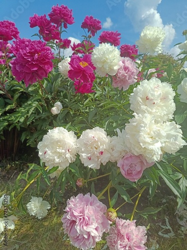 huge blooming white and pink peonies on a flower bed on a sunny summer day. Floral wallpaper