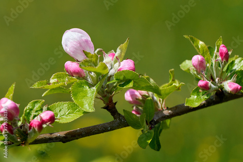 Rosa Knospen mit grünen Blättern am Zweig eines Apfelbaums im Frühling - Nahaufnahme