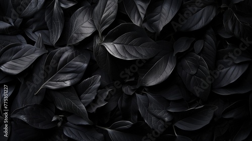 lush dark black tree or bush leaves filling the entire frame