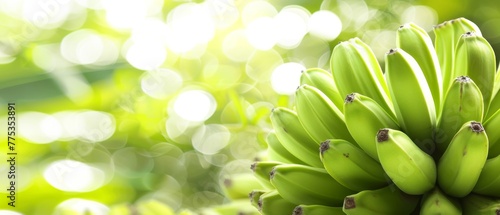  A group of underdeveloped bananas dangling from a tree against a fuzzy backdrop of verdant foliage