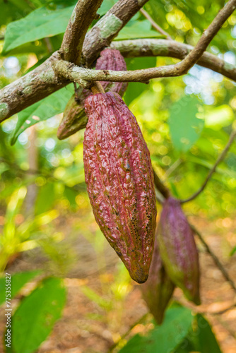 Cacao tree 