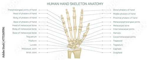 The human hand skeleton comprises multiple bones that provide structure and support to the hand. human hand bones vector illustration.