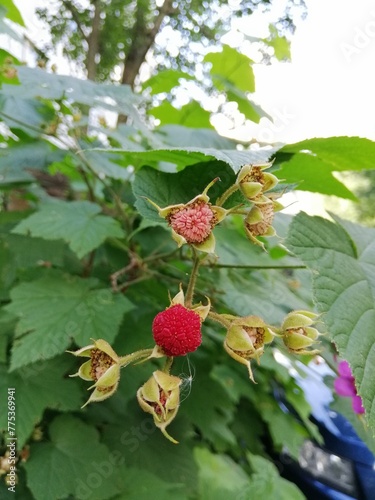 Blooming decorative Raspberry with maple leaves and big pink inflorescences. rubus odoratus. Floral wallpaper .