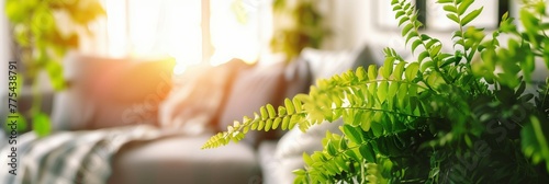 Verdant fern leaves thrive in sunlight, creating a fresh ambiance in a cozy living room