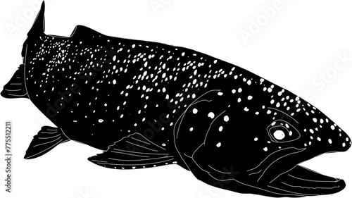 A silhouette of a rainbow trout outlined in white