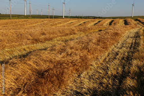 windrows of spring wheat