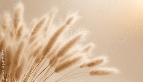 dry fluffy bunny tails grass on neutral beige background tan pom pom plant herbs abstract floral card poster selective blurred focus