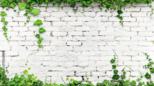 A white brick wall overtaken by vibrant green ivy creeping and spreading across its surface. Background.