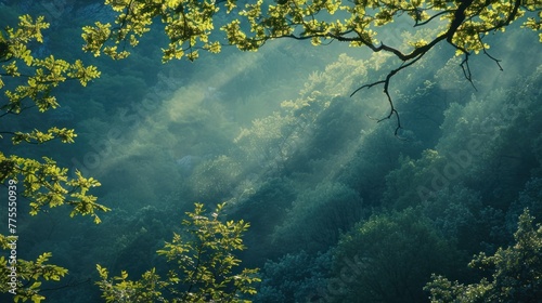 Morning Mist Enveloped by a Lush Forest Canopy
