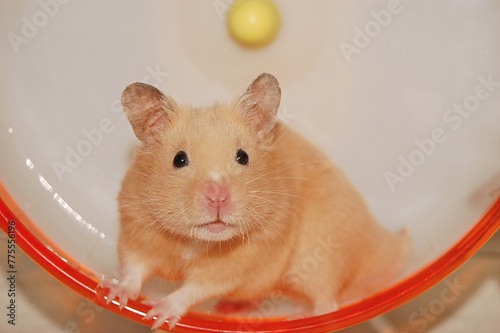 Golden hamster poses in a wheel