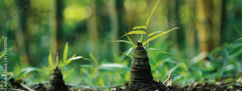 Bamboo shoot grow in the earth, The color is simple and fresh, The feeling of spring