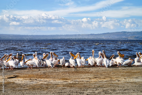 Great White Pelicans at Lake Nakuru National Park