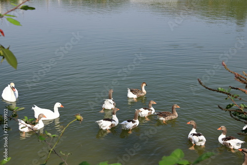 geese family (Chloephaga picta), swimming in a lake in albania