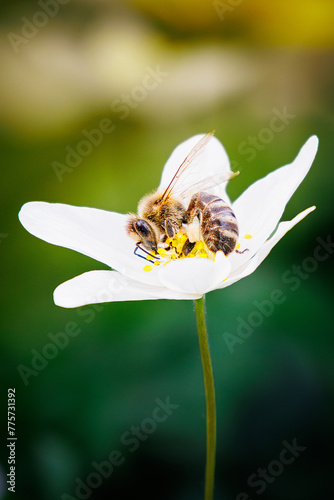 Pszczoły zbierające pyłek