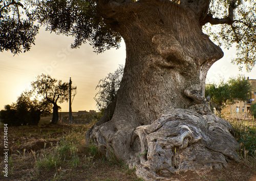 Wise wooden face absorbed in thought spared by Xylella fastidiosa plant pathogen. Ancient olive tree with heedful expression conveys wisdom and insight concept. Thinking and concentration concepts