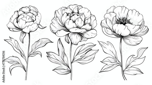 Vector single Peony. Botanical illustration doodle 