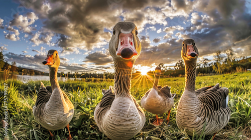 A group of ducks are standing next to each other on a grassy field