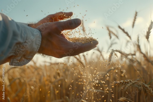 A person holding a handful of grain in a field, suitable for agriculture concepts