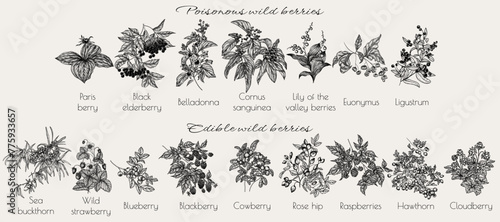 Vector set of edible and poisonous wild berries. Sea buckthorn, strawberry, raspberry, blueberry, blackberry, lingonberry, cloudberry, rose hip, hawthorn, belladonna, elderberry, euonymus, lingonberry