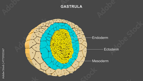 Gastrulation during week 3 of human development 3d illustration