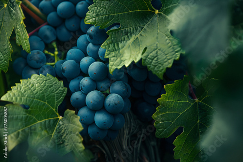 Grapes grow abundantly on lush vine, showcasing nature's bounty in a vineyard