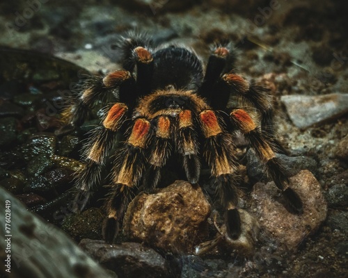 Close-up shot of a orange knee tarantula puzzle on a rock