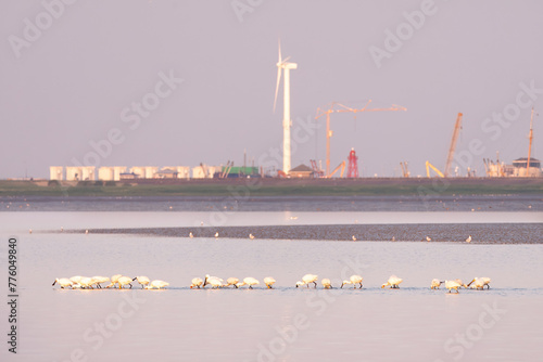 White spoonbills foraging in shallow water at low tide on Waddensea, Den Oever, Netherlands