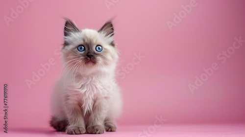 ragdoll kitten with bright blue eyes in studio on pink background
