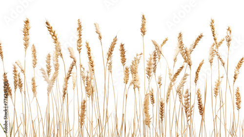 A vast rural field of golden wheat ripens under a bright summer sky
