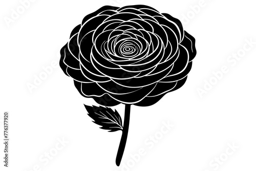 ranunculus rose flowers vector illustration