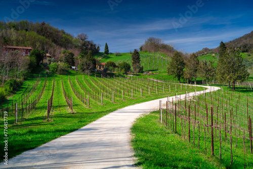 Vineyards near Conegliano, Italy. Conegliano and Valdobbiadene, the way of the Prosecco wine.