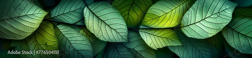 Muster Blattstruktur, Banner mit Adern und Zellen, Blätter saftig grün