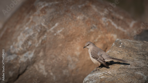 Northern mockingbird perched on large rock