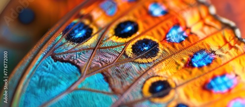 Vibrant Intricacy A Macro Shot Exploring the Patterns of a Butterflys Wing