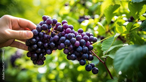 boysenberry purple berries