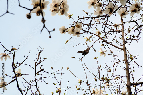 magnolia flowers and brown-eared bulbul