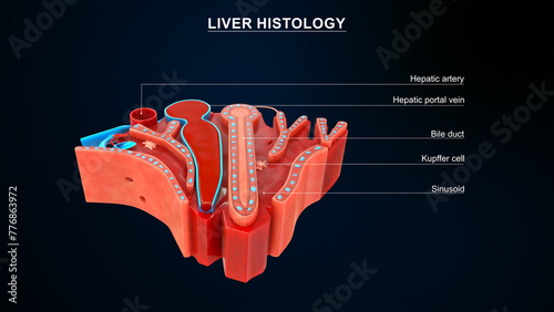 histology of liver with labeled 3d Illustration