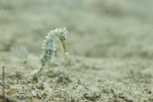 Hippocampus histrix white spiny seahorse thorny seahorse