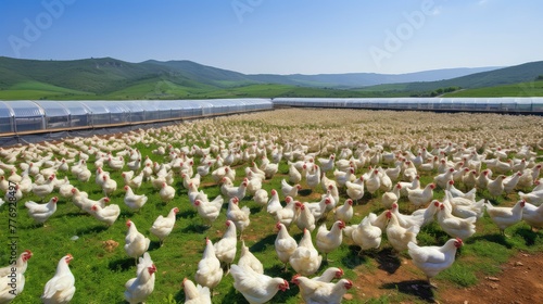 feed poultry chicken farm