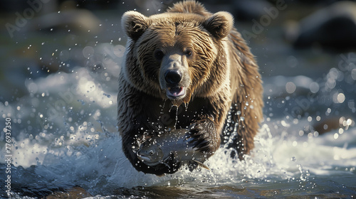 Grizzly bear catching salmon in a river.