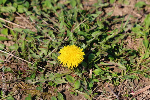 Dandelion or Taraxacum tap-rooted perennial herbaceous plant with small blooming bright yellow flowers collected together into a composite flower head called floret and specialized leaves or bracts